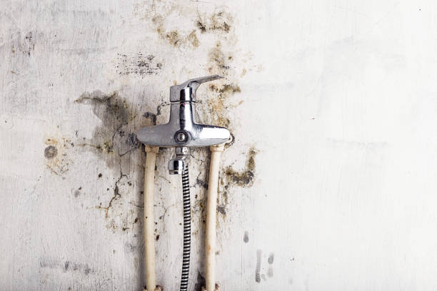 Best Black Mold Remediation in Camn, DE