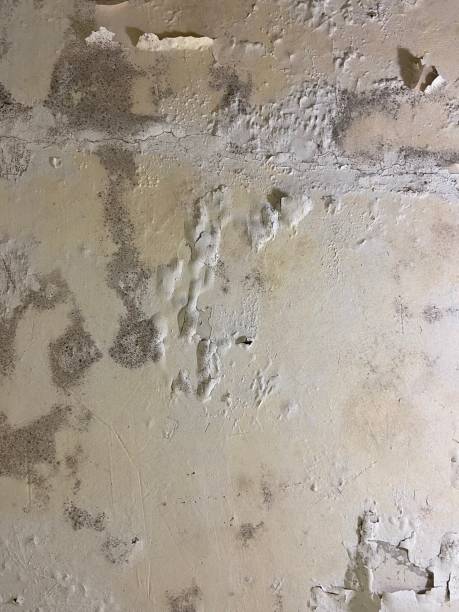 Best Mold Remediation for Specific Building Types in Camn, DE